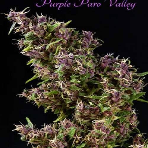 Семена конопли Purple Paro Valley Feminised фото