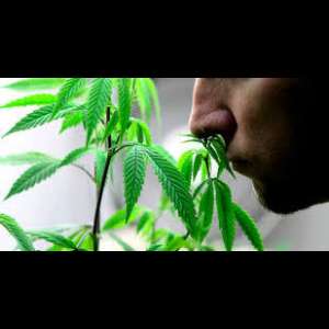 Как избавится от запаха марихуаны марихуана в йошкар оле